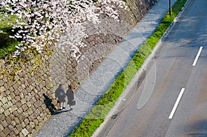 Kanazawa castle park, Japan sakura blossom along the pathway wit