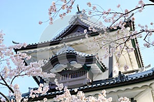 Kanazawa castle top roof, Japanese traditional castle roof, soft bright pink sakura branch in front old castle on blue sky backgro