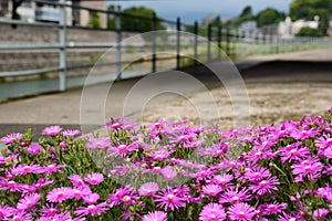 Spring flowers. Sai riverside walkway. Kanazawa. Japan photo