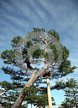 Kanazawa Tree