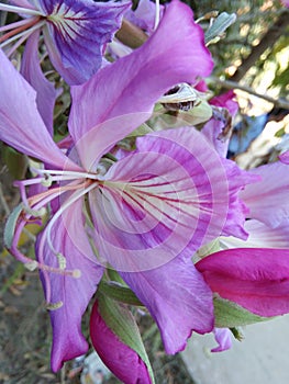 Kanchan flower