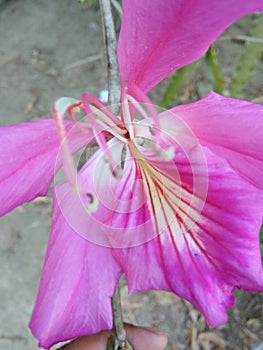 Kanchan flower