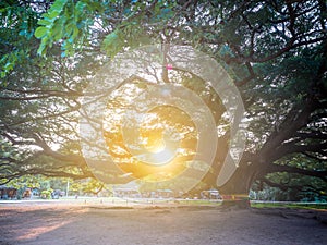 Kanchanaburi, Thailand - 28 October 2017: Chamchuri Giant Tree Over hundred years old in Kanchanaburi, Thailand