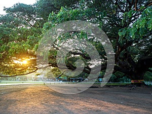 Kanchanaburi, Thailand - 28 October 2017: Chamchuri Giant Tree Over hundred years old in Kanchanaburi, Thailand