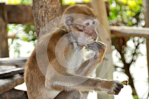 Kanchanaburi, Thailand: Monkey Eating Banana