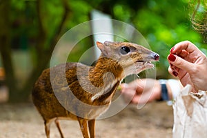 Kanchil is an amazing cute baby deer from the tropics. The mouse deer is one of the most unusual animals. Cloven-hoofed mouse