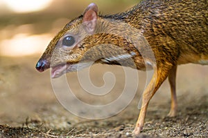 Kanchil is an amazing cute baby deer from the tropics. The mouse deer is one of the most unusual animals. Cloven-hoofed mouse