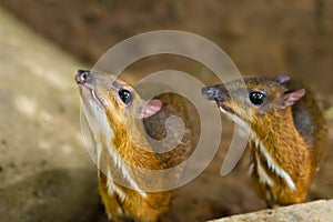 Kanchil is an amazing cute baby deer from the tropics. The mouse deer is one of the most unusual animals. Cloven-hoofed mouse