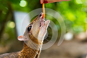 Kanchil is an amazing cute baby deer from the tropics. The mouse deer is one of the most unusual animals. Cloven-hoofed mouse