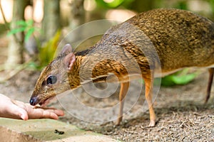 Kanchil is an amazing cute baby deer from the tropics. The mouse deer is one of the most unusual animals. Cloven-hoofed mouse