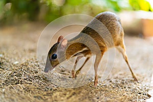 Kanchil is an amazing cute baby deer from the tropics. The mouse deer is one of the most unusual animals. Cloven-hoofed mouse