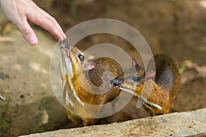 Kanchil is an amazing cute baby deer from the tropics. The mouse deer is one of the most unusual animals. Cloven-hoofed mouse