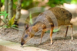 Kanchil is an amazing cute baby deer from the tropics. The mouse deer is one of the most unusual animals. Cloven-hoofed mouse