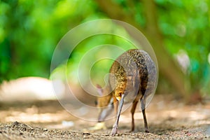Kanchil is an amazing cute baby deer from the tropics. The mouse deer is one of the most unusual animals. Cloven-hoofed mouse photo