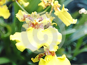 Kandian Dancer & x28;Oncidium sphacelatum& x29;