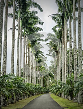 Kandy Peradeniya Royal Botanical Gardens