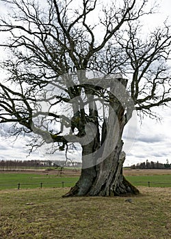 Kanepu oak, which is the second thickest oak in Latvia and the Baltics, with a circumference of 9.4 m, JÄ“rcÄ“ni parish, Latvia