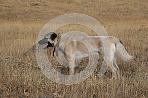 Kangal photo