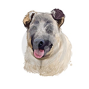 Kangal Dog, Kangal Shepherd Dog, Sivas Kangal, Turkish Kangal, Anatolian Shepherd dog digital art illustration isolated on white