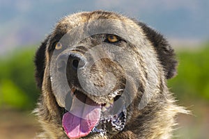 Kangal dog, which arouses admiration with a meaningful glance.