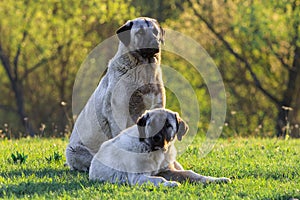 Kangal dogs in the morning sunshine in the meadow, focus on the larger dog in the back