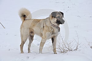 Kangal (karabash)