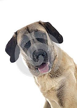 Kangal Shepherd Dog