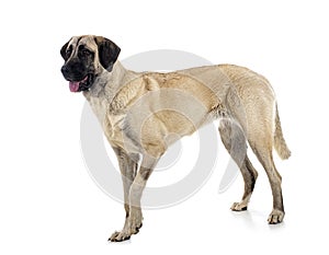 Kangal Shepherd Dog