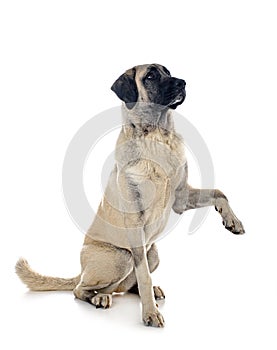Kangal Shepherd Dog photo