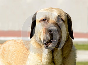 Kangal Shepherd Dog portrait.