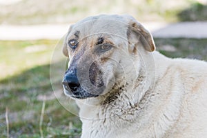 The Kangal Shepherd Dog sitting on grassland in Goreme town, Cappadocia,  a breed of large livestock guardian dog in Sivas, Turkey