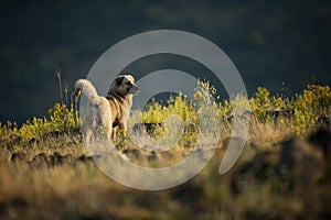 Kangal. The wild nature of Bulgaria. Free nature. A beautiful picture of nature. Rhodopes. Mountains in Bulgaria. European wildlif