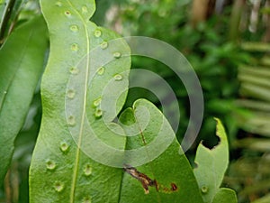 Kangaro fern with blurring background.