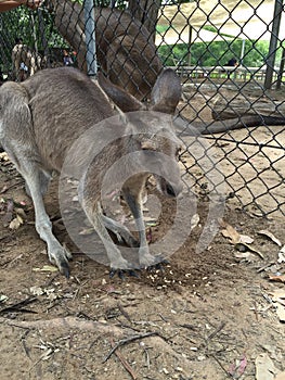 Kangaroo