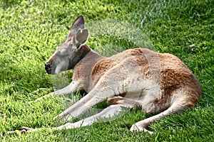 Kangaroo