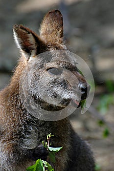 Kangaroo