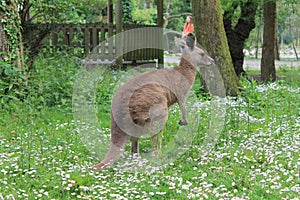 Kangaroo