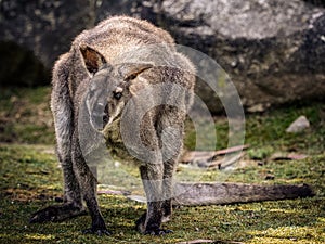 Kangaroo