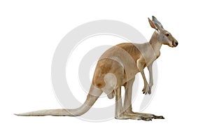 Kangaroo photo