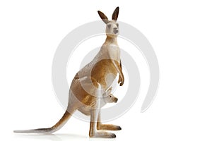 Kangaroo photo