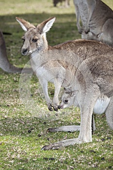 Kangaroo