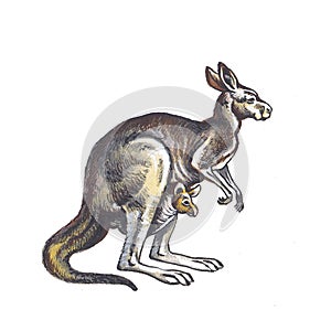 Kangaroo