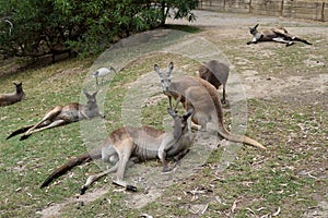 Kangaroo