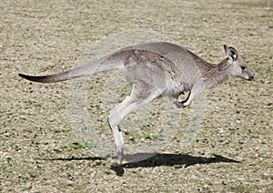 Kangaroo