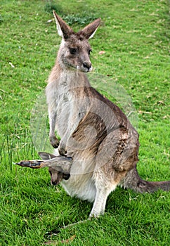 Kangaroo