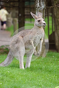 Kangaroo 2