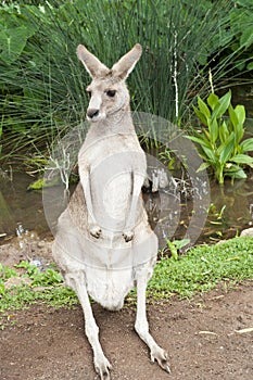 Kangaroo standing upright