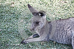 Kangaroo