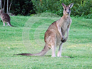 Kangaroo