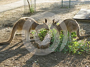 Kangaroo-6